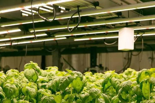 绿色智慧双轨并行 从创意农法到科技革命的农业未来